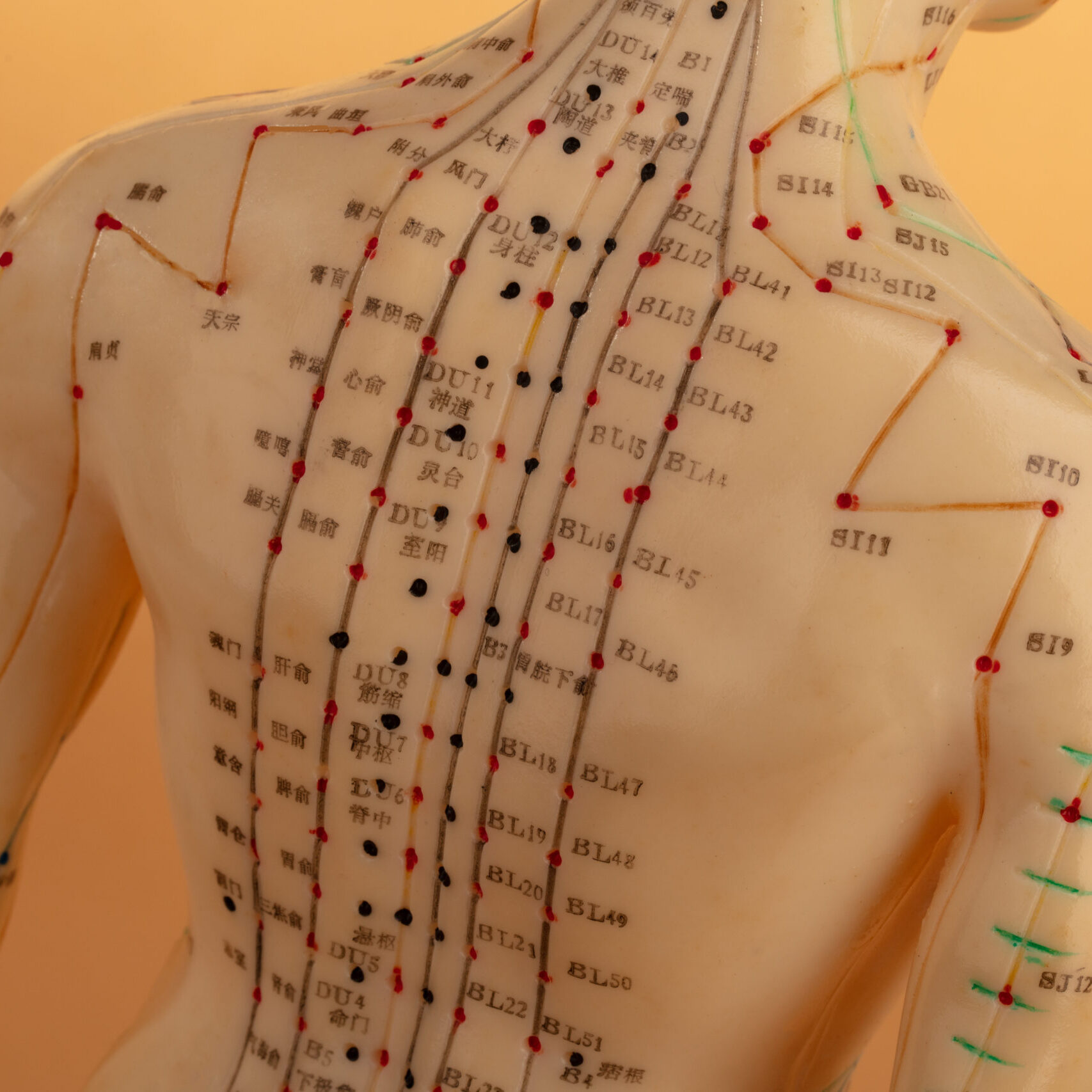 Acupuncture Model isolated on beige background